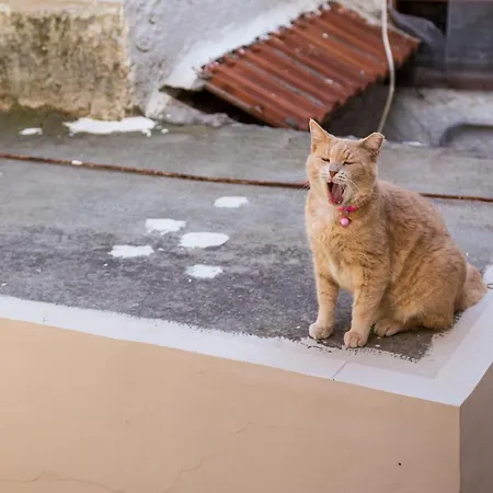 Casa Plumeria Of Old Town Rhodes Διαμέρισμα *